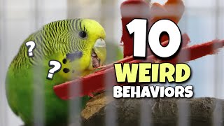 10 Weird Budgie Behaviours Explained [upl. by Noskcire292]