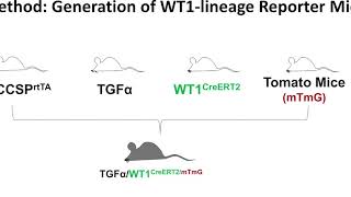 Tracing Wilms’ tumor 1 to fibrotic lung disease [upl. by Anilrats]