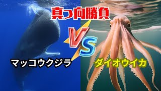 マッコウクジラ vs ダイオウイカ未だ解明されていない、巨大生物の壮絶な対決！ [upl. by Gussi]