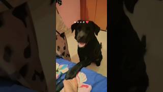 feedo❤️😁 doglove youtubeshorts pets [upl. by Magdalen]