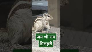 गिलहरीquotSquirrel कहते हैं वैज्ञानिक नाम स्कियुरिडे Sciuridae हैanimal squirrel motivation 🐿️ [upl. by Llerrit]