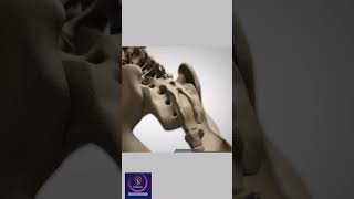 Vertebrae Anatomy How vertebral column formed shorts education [upl. by Aubarta556]