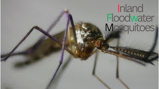 Amazing CloseUp footage of the Inland Floodwater Mosquitoes [upl. by Cicely]