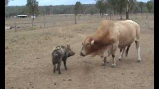 Bull Fights Wild Pig [upl. by Hulbig]