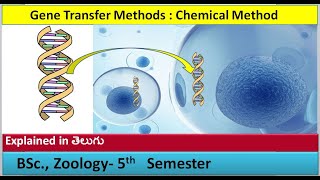 Gene Transfer Methods  Chemical method  HSR Bioinfo [upl. by Duff691]