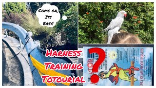 How to harness train your parrot Its super easy [upl. by Chiaki]