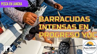 BARRACUDAS INTENSAS EN PROGRESO YUCATÁN¡¡¡ [upl. by Ferris]