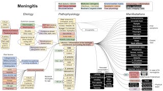 Meningitis mechanism of disease [upl. by Arraik]