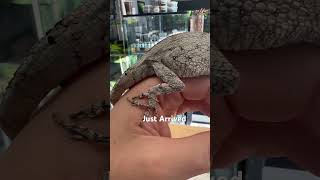 Meet The Cuban False Chameleon An Adult Reptile With A Penchant For Mischief [upl. by Grew]