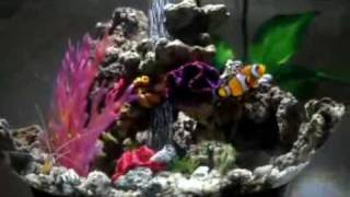 Our BiOrb 60 Marine Tank [upl. by Assirim]