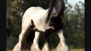 The Most Beautiful Horses In The World quotGypsy Vannersquot [upl. by Trey67]