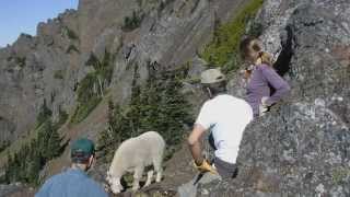 Hiking Safely With Goats [upl. by Anerehs]