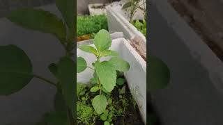 tulsi plant benifits plants plants gardening garden agriculture amazingfacts gardenplants [upl. by Fidelio]