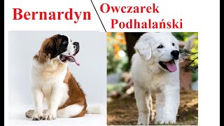 Bernardyn a Owczarek Podhalański  PORÓWNANIE [upl. by Vorster21]