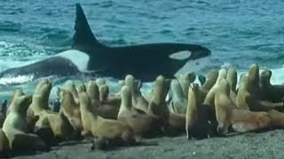 Killer Whales vs Sea Lions  Attenborough Trials of Life  BBC Earth [upl. by Walls]