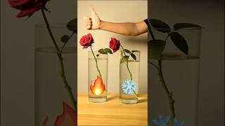 Hot water brings flowers back to life [upl. by Genna]