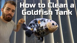 HOW TO CLEAN A GOLDFISH TANK  Staring Mr Cow [upl. by Gussie]