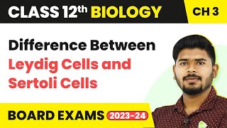 Difference Between Leydig and Sertoli Cells  Class 12 Biology Chapter 3 NCERTNEET 202223 [upl. by Atinahc]