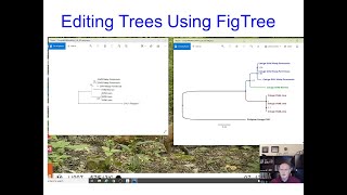 Editing phylogenetics trees in FigTree [upl. by Attelocin]