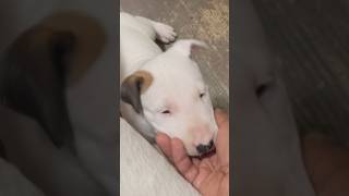 Amazing Looking Bull Terrier Puppies Out Of “Chosen Sheep Kennels” AkcRegistered Beautiful Cute [upl. by Rois]