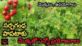 సర్పగంధ మొక్కతో ప్రయోజనాలు  Rauwolfia Serpentina  sarpagandha  papataku plant  పల్లెటూరు [upl. by Rizzi43]