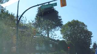 Old Monkey Puzzle Tree in Vancouver [upl. by Corty]