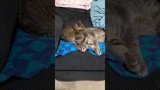 Sweet Snuggling Cuddling Kitties Super Cute cutecat bentleyandbodeyourboykitties shortsvideo [upl. by Arebma]