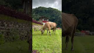 गौमाता  juksontv juksoniseverywhere naturevideography [upl. by Aleck104]