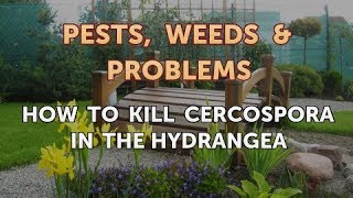 How to Kill Cercospora in the Hydrangea [upl. by Noyrb]