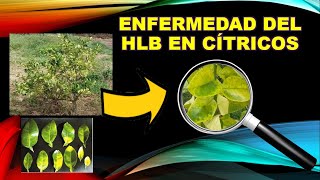 Conoce la Enfermedad del HLB en Cítricos DiscoveryMundo agricultura citricos limon [upl. by Halet]