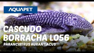 CASCUDO BORRACHA L056 PARANCISTRUS AURANTIACUS [upl. by Brace]