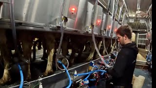 Milking cows Feeding cows amp broken equipment [upl. by Edals]