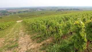 Discover The Red Wines of Burgundy [upl. by Granger]