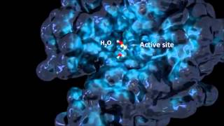 Function of Enzymes  How Does Enzymes Work [upl. by Cirnek]