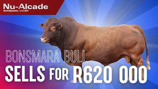 Thinus Maritz Boerdery sells top Bonsmara bull for R620 000 [upl. by Ahsael408]