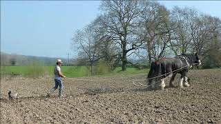 The Shire Horses Working at Acton Scott Historical Working Farm [upl. by Assiluy]