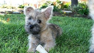 60 Seconds Of Cute Cairn Terrier Puppies [upl. by Thorwald]