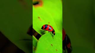 Coccinella transversalis known as ladybird beetle Shorts Viral Trending Explore FYP ForYouPage [upl. by Elehcor365]