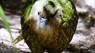 Kakapo Flightless Parrot  Benedict Cumberbatch  BBC Earth [upl. by Euqinue]