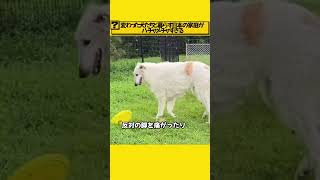 変わった犬たちと暮らす日本の家庭がはちゃめちゃすぎる [upl. by Wagstaff]