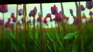 Pipilotti Rist artistvideo art [upl. by Othello]