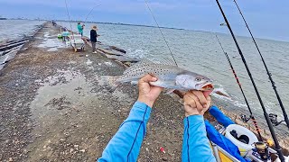 So many overslot Speckled Trout will die Easy limits of huge fish at Surfside Jetty S7 E68 [upl. by Pangaro]