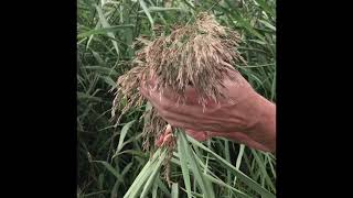 Invasive common reed  Phragmites australis [upl. by Leiva605]