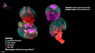 Eight adult mouse brains imaged with UltraMicroscope Blaze™ and MACS® UltraMount 8 Sample Holder [upl. by Phenica]