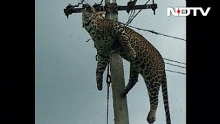 Horrified Villagers Filmed Leopard Electrocuted At Top Of 12Foot Pole [upl. by Herrington]