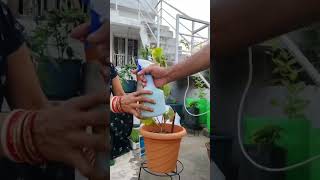 Adding fungicide to pana patra plant nature gardening fungicides plantcare shortvideo [upl. by Vtehsta]