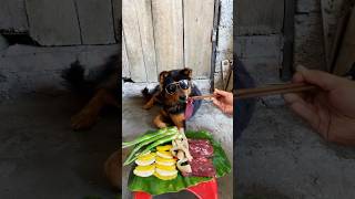 Nice food puppy dog [upl. by Nomal505]