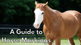 A Guide to Horse Markings [upl. by Miculek699]