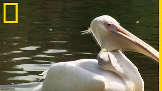 Impressionnant  un pélican gobe un pigeon [upl. by Aihsat]