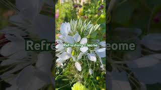 Cleome flower pacificnorthwest garden summer seattle bangladesh [upl. by Allrud]